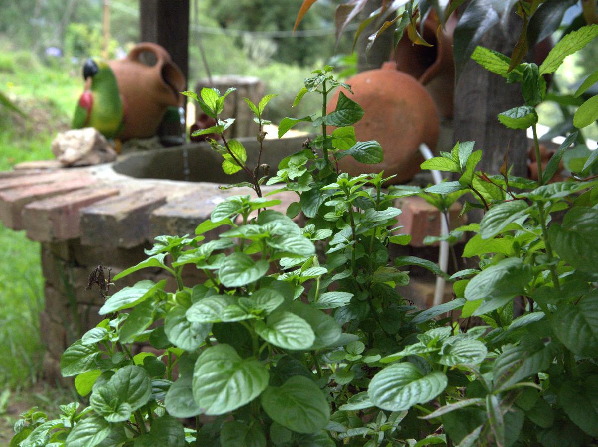 El Pedregal Sopo Bed & Breakfast Bagian luar foto